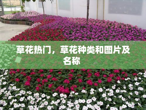 草花热门,草花种类和图片及名称