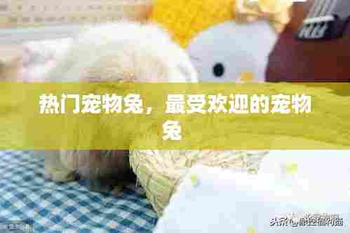 热门宠物兔，最受欢迎的宠物兔 