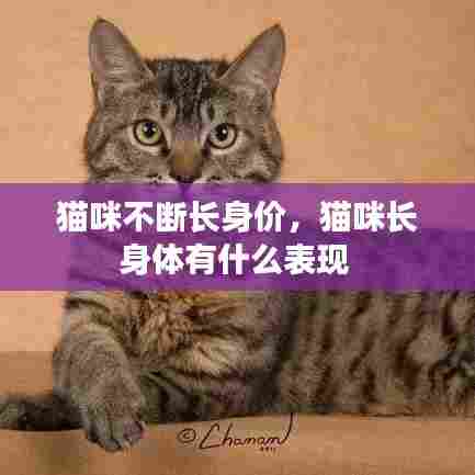 猫咪不断长身价，猫咪长身体有什么表现 