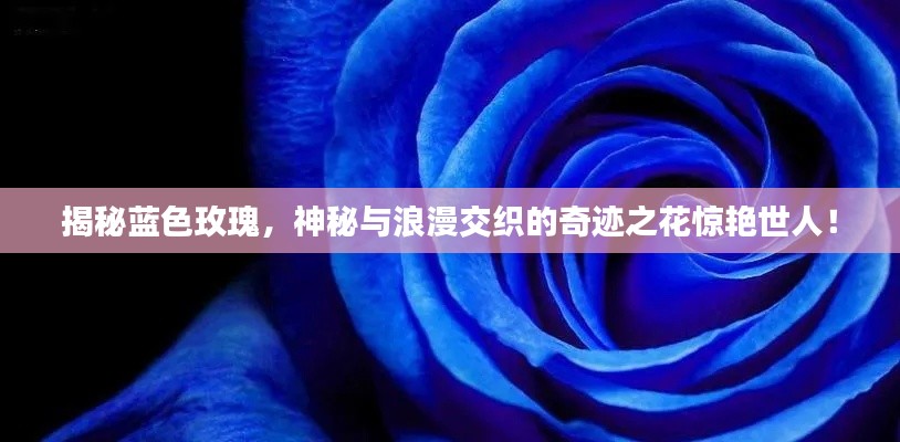揭秘蓝色玫瑰，神秘与浪漫交织的奇迹之花惊艳世人！