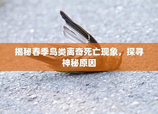 揭秘春季鸟类离奇死亡现象，探寻神秘原因