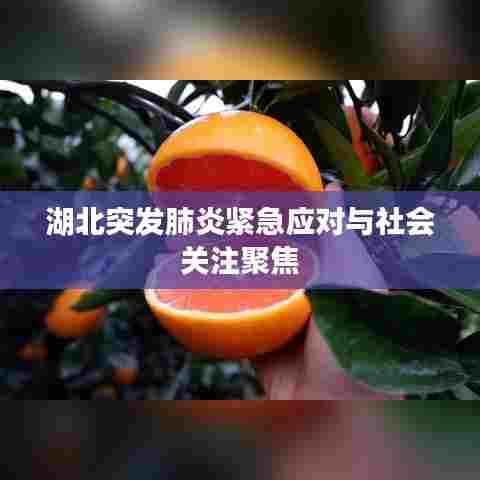 湖北突发肺炎紧急应对与社会关注聚焦
