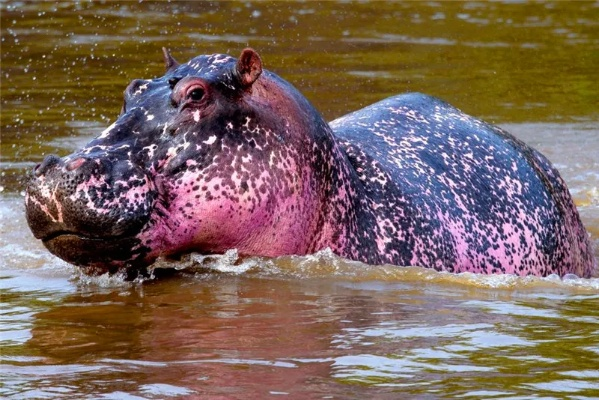 色河马 官方2老版本,科技评估解析说明|Premium_v4.173